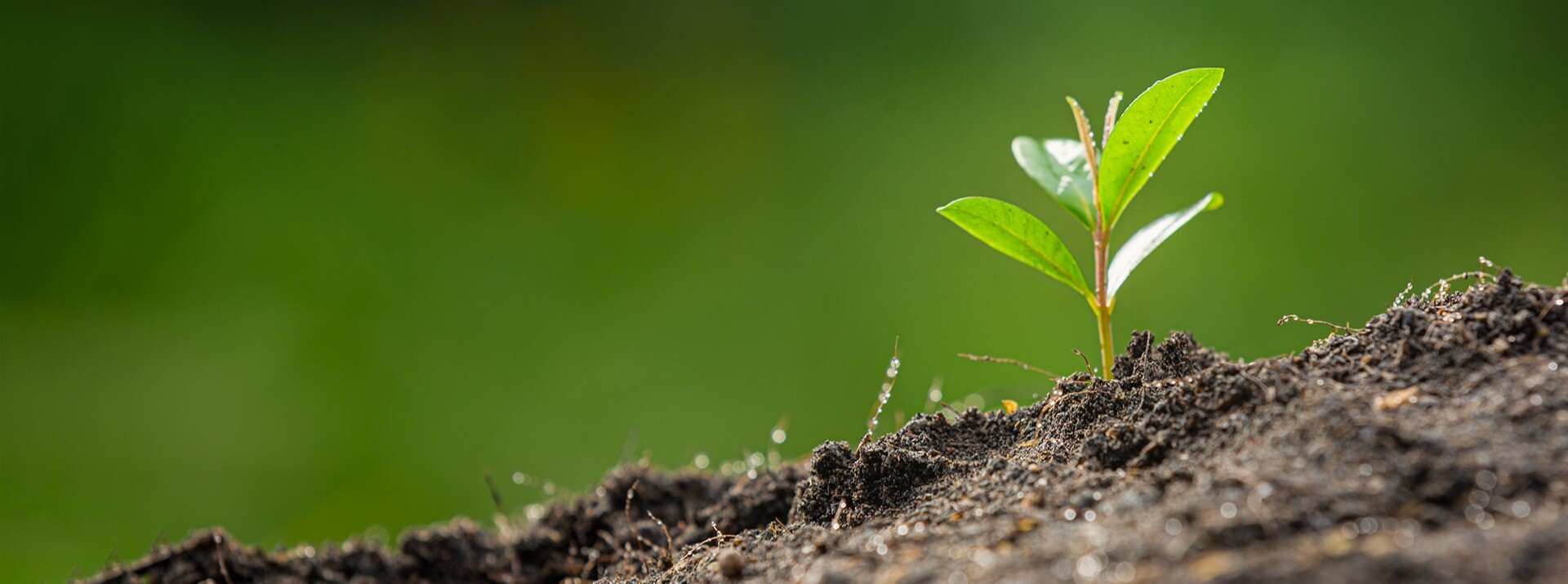 Diferentes opciones para estimular, nutrir y proteger tus plantas
